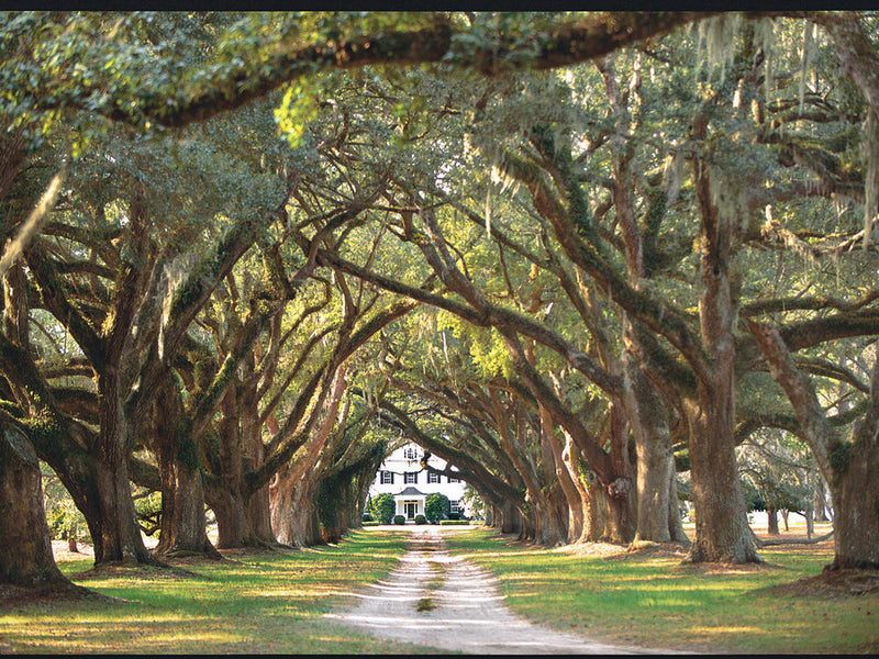 Backroads Guide To Carolina Low Country from Southern Living Magazine